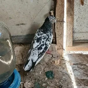 KEPDERI.