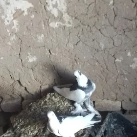 kepderi