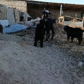 Owlakly geçi