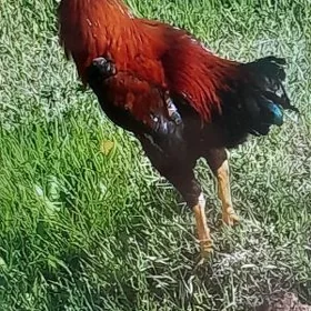 taşkent horaz