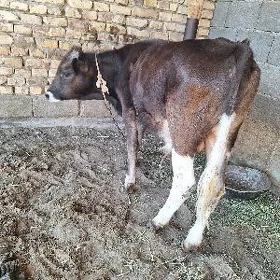 SIWES OKUZCE MIŞGA