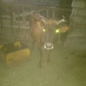 Göleli sygyr