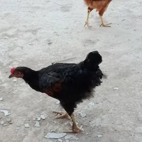 juyje