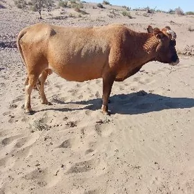 gysyr sygyr