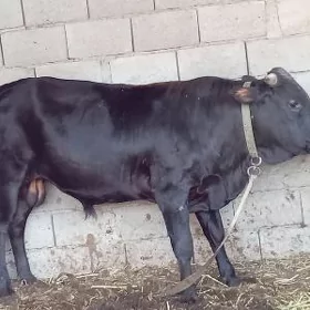 Öküz