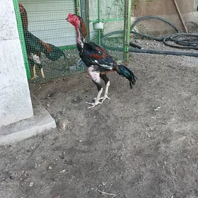 horaz