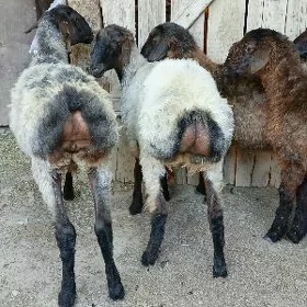 goýun