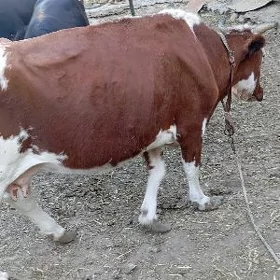 göleli sygyr