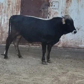 Öküz