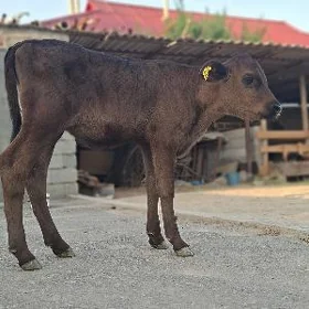 göle tüwe