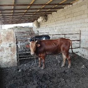ÖKÜZ. BAKYLAN