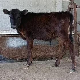 cornypiostr tohum okuz tuwe