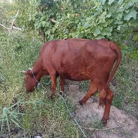 gysyr unajyn