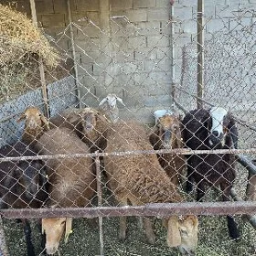 gisar 8 sany