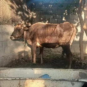 BAKYMLYK SYGYR