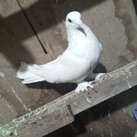 kepderi