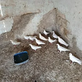 kepderi.