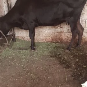 goleli sygyr