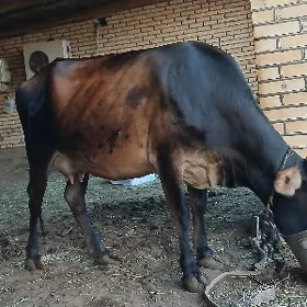 Göleli Sygyr