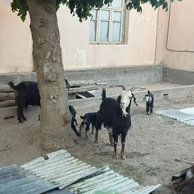 Geçiler