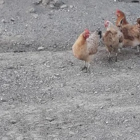 Damaşny guzlayjy towuk