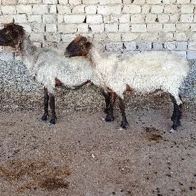 Goýun Bakmaly