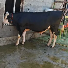 göle