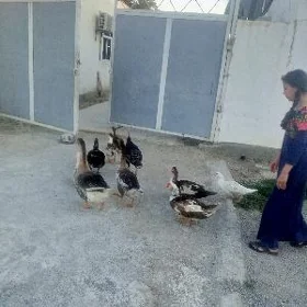 indautka ordek