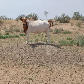 Sygyr
