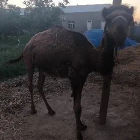 Ogşuk