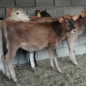 ŠWES OKUZ TUWE