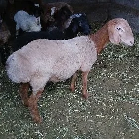 işşek