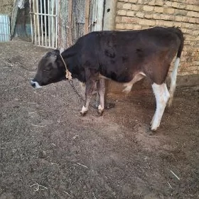 SIWES OKUZCE