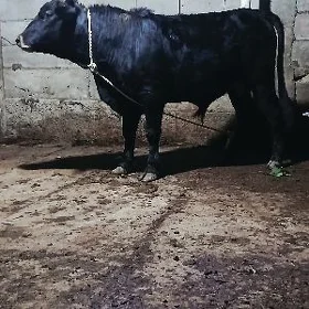 ÖKÜZ