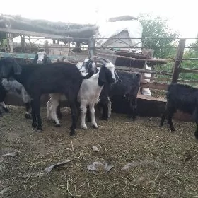 geçiler