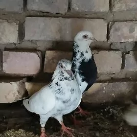 Kepderi
