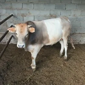 öküz
