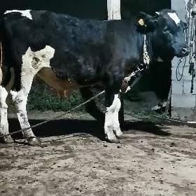 Galaşteýin Öküz
