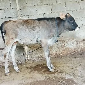 Öküz