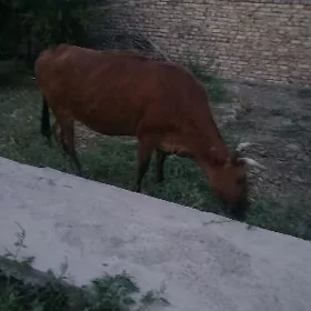 Sygyr bogaz