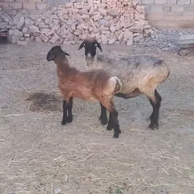 Guzyly goÿyn