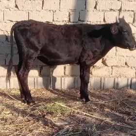 ökuz