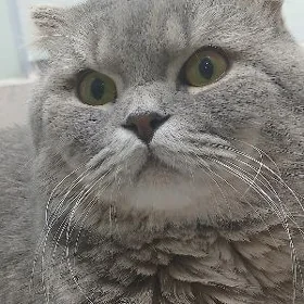 Шотландский кот вислоухий