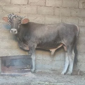 öküz