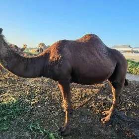 kosekli
