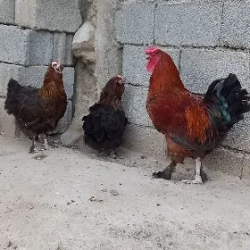 Daşyndan gelen poroda towuklar