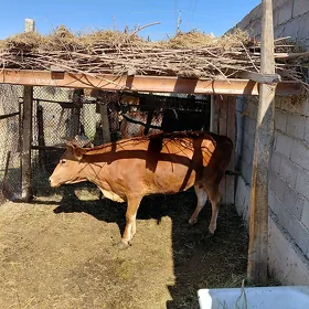 bakylan sygyr