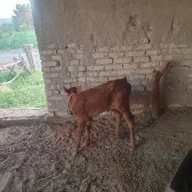 golelisygyr