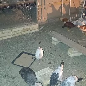 induk jüje 3 ay bolan