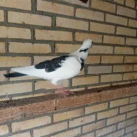 kepderi